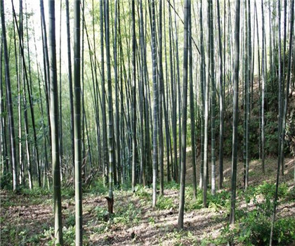 农村后院养殖竹子需注意哪些方面？有哪些风水常识？