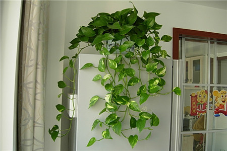 自建房内最适合养的几种植物，养起来简单，看起来漂亮！