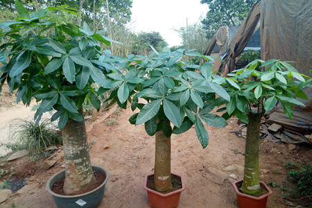 自建房风水中最招财的植物有哪些？怎么种植好？