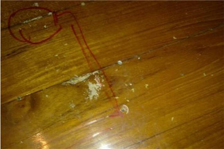 铺木地板时怎么做才可以防白蚁？