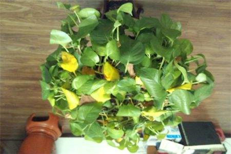 盆栽绿萝叶子发黄不用太担心，送你几个最佳解决方法！