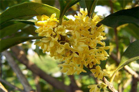 种植桂花树