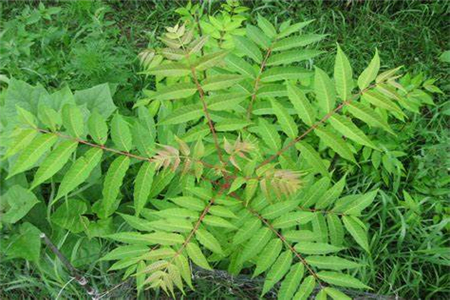 家里里种香椿风水好吗