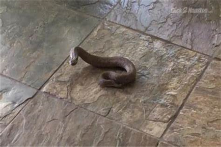如何防止有蛇进家？