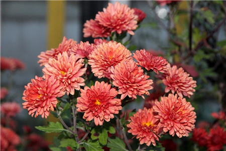 风水上10大吉利花