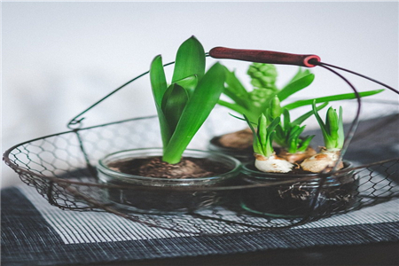 室内水养的五种植物