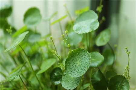 室内水养的植物