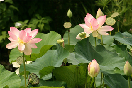 庭院大缸养荷花风水好位置在哪