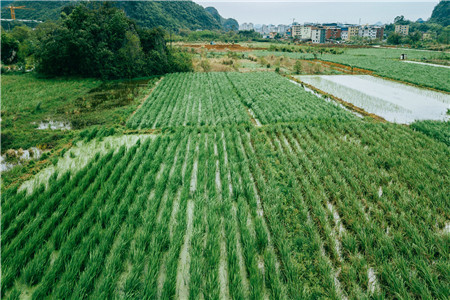 基本农田可以种果树吗