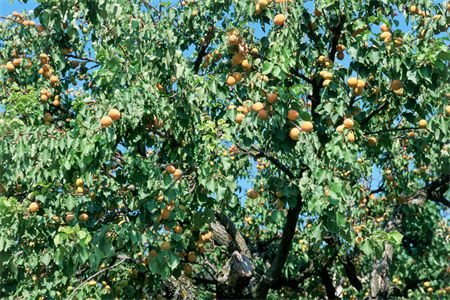 院子里怎么种植种杏树